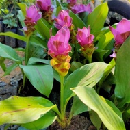 Pokok Bunga Tulip Siam