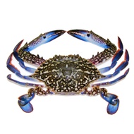 Live Flower Crab (~500g, 1-2pcs)