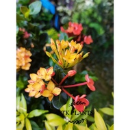 TKP , Ixora Thailand 'Yellow mixed Orange , Bunga Siantan Thai Satu Pokok Dua Warna, Outdoor Plant ,