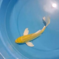 ikan koi slayer kuning 20 24 cm butterfly