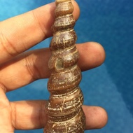 FOSIL KEONG BUNTET JUMBO PURBA