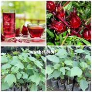 bibit bunga rosela / teh bunga rosela