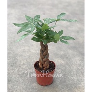 ศุภโชคถัก กระถาง 6 นิ้ว / Pachira aquatica pot 6 ต้นใหญ่กว่าในรูป