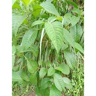 pokok ketum ayam organik