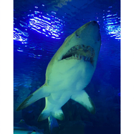 Aquaria KLCC Ticket - MyKad Tickets