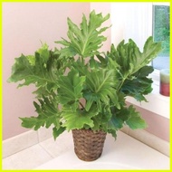 ♞Philodendron Selloum Plants