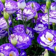 现货爆款四季播种易成活洋桔梗花种子开花室内室外盆栽阳台地栽玫瑰花种籽Four seasons sowing easy survival Eustoma flower seed flowering202