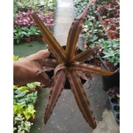 🔥 ReadyStock 🌺 Real Live Plant 🌿 Mini Bromeliad Ruby Star 💐 Indoor Plant