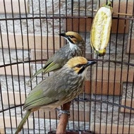 burung cucak Rowo sepasang