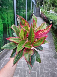 Aglaonema Siam Aurora [REAL PLANT] #supportlocal