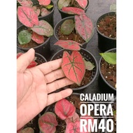 [dedaun] Caladium Plants Opera / Pokok Keladi Opera  - 彩叶芋 Opera