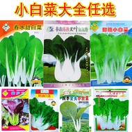 Four Seasons Small Cabbage Seeds Daquan Chicken Cabbage Small Cabbage Seeds Vegetable Seeds Sowing P