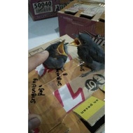 Best Seller Burung Srigunting Abu Anak Lolohan