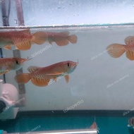 Ikan Arwana Golden Red Baby 10Cm