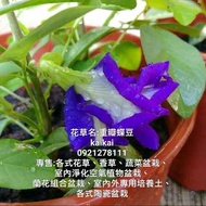 重瓣蝶豆(藍花豆)盆栽/蝶豆花富含花青素/蝶豆花茶