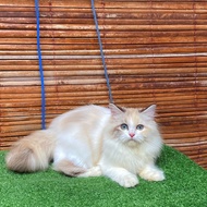 kucing persia midol female