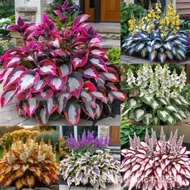 [Supply] Colorful Leaf Jade Hairpin Flower Seed Jade Flower Seed Potted Flower Seed White Crane Flow