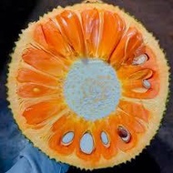 Combo of 3 red-fleshed jackfruit trees (seed trees)