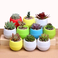 Flower Pots Mini Flower Pot Garden Unbreakable Nursery Pots for Succulent Plants Desktop Flower Pots