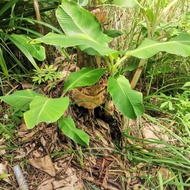 Benih anak pisang susu