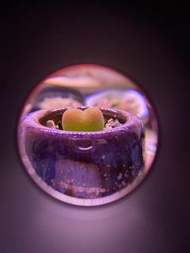 毛漢尼肉錐 迷你多肉植物