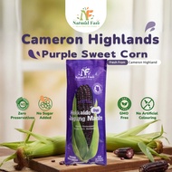 NF Cameron Purple Sweet Corn (Whole）