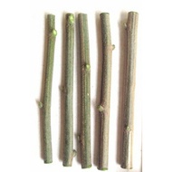 Keratan batang pokok daun kelor (Gemunggal) /moringga 1 btg