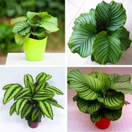 ✚✴【COD】10pcs Rare Calathea Seeds Air Freshening Plants Seeds #SW2