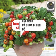 [Wholesale] - Red dwarf cherry tomato seeds (bonsai tomato)