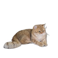 british shorthair kucing golden ny25