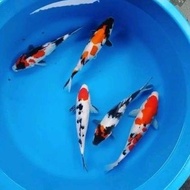 dt4 bibit ikan koi blitar ukuran 25-30cm indukan super