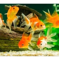 IKAN KOKI - Ikan Mas Koki Ikan Lucu Ikan Hias UK KECIL Hiasan Aquarium