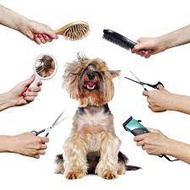 {PRE- BOOKING} PET GROOMING Service