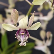 Anggrek Dendrobium Edfrans Charming - Seedling Foresta Orchids Bumi Bibit Dendro Bulat Keriting