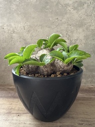 惠比須笑 多肉植物 塊根 盆栽 仙人掌