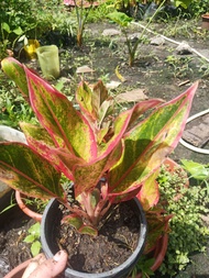 AGLAONEMA CANDY CANE plants (3 pot for 150)