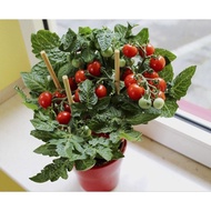 A yellow dwarf cherry tomato plant, red dwarf cherry tomato plant, flowering and fruiting
