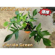 【TW668】 Philodendron Florida beauty 2-4 leaves /hartatum silver sword / Birkin / orange