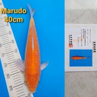 ikan koi import karashi mango 40cm