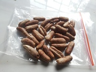 Bibit Benih Biji Kurma Tropis Jenis H1 Merah Asli Thailand / Red H1