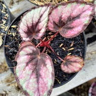 Begonia Rex Tanaman
