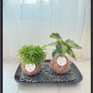 苔球植物 蕾絲蕨 合果芋 油畫竹芋