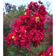 HY Lagerstroemia Merah/Putih/Pink