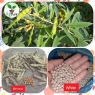 Kardis / Kadyos seeds Pigeon pea for planting(binhi)