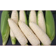Cameron Highland White Sweet Corn 金马伦超甜牛奶玉米/白玉米