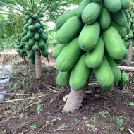 1 biji buah betik muda rangup sedap cicah kuah rojak atau somtam