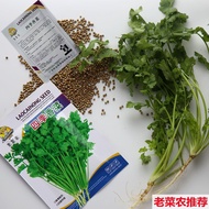 Coriander Seeds Daquan Farm Potted Seedlings Big Leaf Coriander Seeds Four Seasons Edible Coriander 