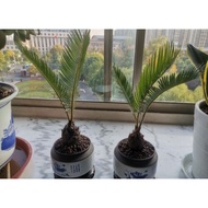 TSNursery [Sago Palm - Cycas Revoluta - Pakis Cycas Bonsai 苏铁 铁树