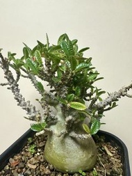 泡泡葉琉桑