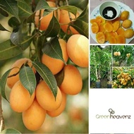 GHZ - Mango Plum Fruit Tree Live Plant Anak Pokok Buah Kundang 美女芒/芒果李